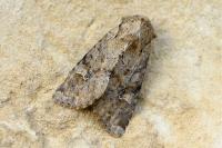 Apamea sordens