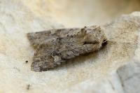 Apamea sordens