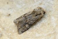 Apamea sordens