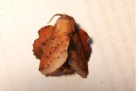Phyllodesma tremulifolia