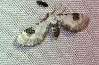 Eupithecia centaureata