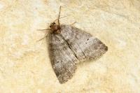 Ochropacha duplaris