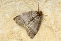 Ochropacha duplaris