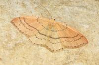 Cyclophora linearia