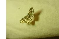Chiasmia clathrata
