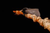 Epatolmis luctifera