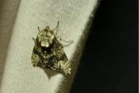 Craniophora ligustri