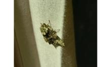 Craniophora ligustri