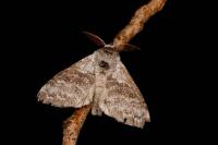 Calliteara pudibunda