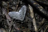 Trichopteryx carpinata