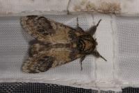 Notodonta tritophus