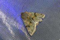 Orthosia incerta