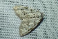 Nola confusalis