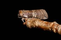 Tethea ocularis
