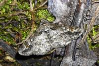 Cleora cinctaria