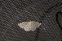 Stegania trimaculata