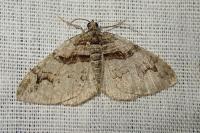 Pareulype berberata berberata