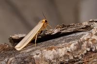 Eilema caniola