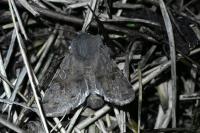 Orthosia incerta