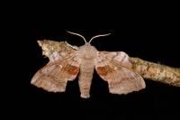 Laothoe populi