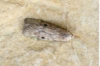 Aphomia sociella