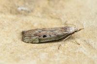 Aphomia sociella