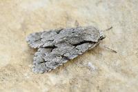 Acronicta psi/tridens