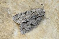 Acronicta psi/tridens