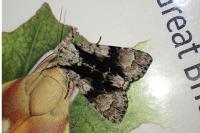 Acronicta alni