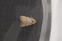Charanyca trigrammica