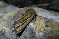 Mythimna anderreggii