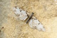 Eupithecia irriguata