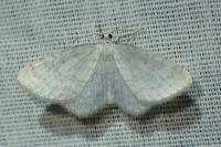 Asthena albulata