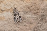 Eudonia delunella