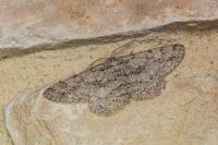 Hypomecis punctinalis