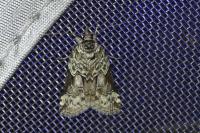 Nycteola siculana