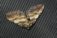 Earophila badiata
