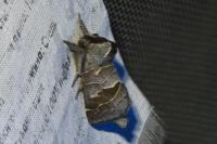 Clostera pigra