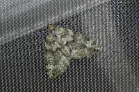 Chloroclysta miata miata