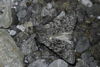Acronicta euphorbiae