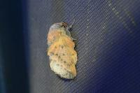 Phyllodesma