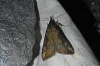 Hypena obesalis