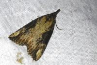 Hypena obesalis