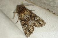 Pachetra sagittigera