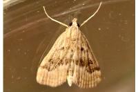 Parapoynx stratiotata