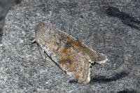 Orthosia incerta