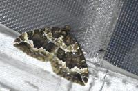 Lampropteryx suffumata