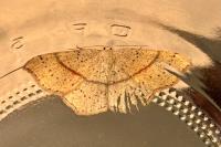 Cyclophora punctaria
