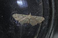 Gymnoscelis rufifasciata