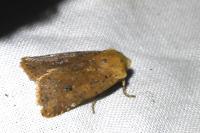 Conistra rubiginea